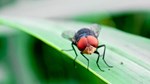 new-world-screwworm